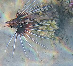 Schnorcheln Makadi Bay