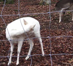 Wildpark Eichert