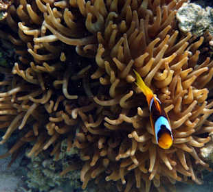 Clown-Fisch
