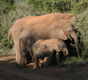 Addo Elephant Park