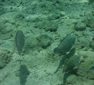 Hausriff, rechts von der Marina