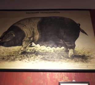 Schweinemuseum