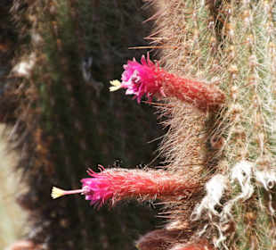Gärten vom Schloss trauttmansdorff