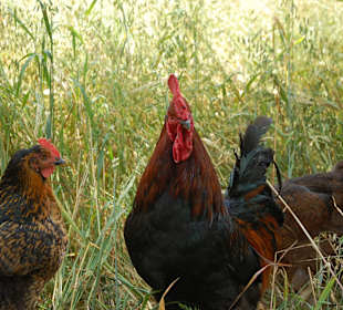 Muzeum Wsi Lubelskiej