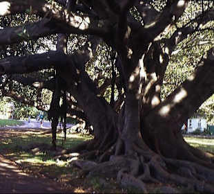 Alter Baum im Albert Park