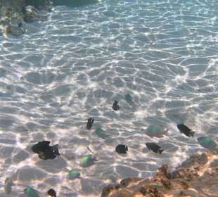 Meeresgrund an einer Sandbank