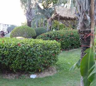 Gepflegte Anlage mit kleinen Büschen