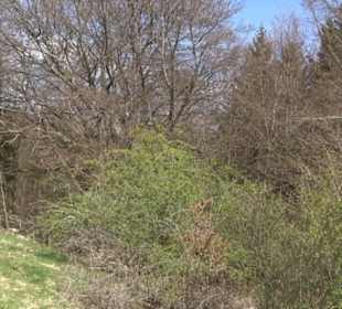 Hausberg Beutenlay