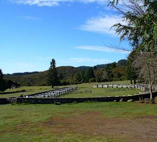 Schafpferch/ Madeira in der Nähe des Pico Cruzes
