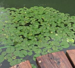 Fischlehrpfad Neu-Ulm
