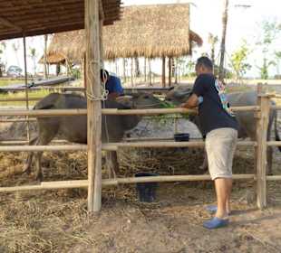 Fütterung von Rindern im Bhumi Pan Din