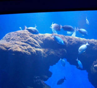 Palma Aquarium