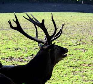 WP LH Herbst Impression