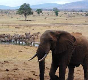 Safari Tsavo West