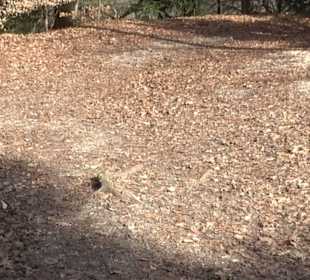 Klosterfelsenweg