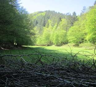 Auf dem Weg zur Queichquelle