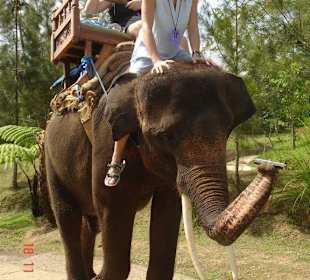 В слоновьем питомнике