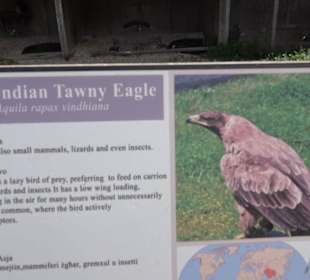 Malta Falconry Centre