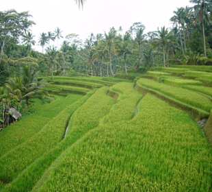 Reisterrassen von Ubud