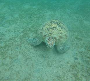 Schnorcheln Hausriff Tulip Resort Marsa Alam 