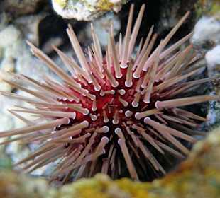 Matheus' Seeigel 9cm