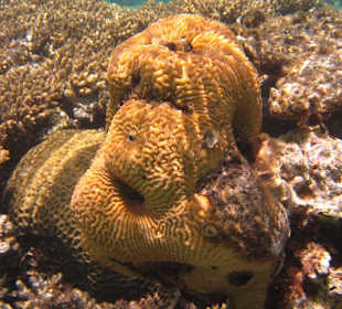 Riff bei der Insel Giftun