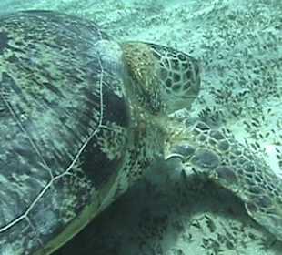 Schildkröte beim Schnorchelausflug