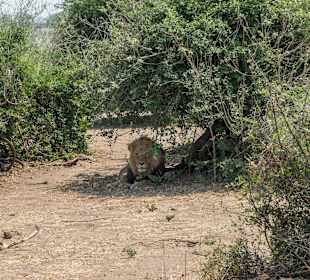 Junges Männchen, noch ganz neu in dem Revier