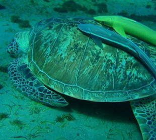 Schildkroete in der Bucht von Abu Dabab