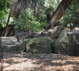 Taronga Zoo