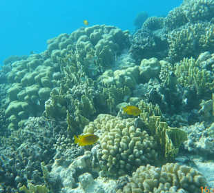 Schnorcheln Makadi Bay