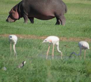 Amboseli Nationalpark