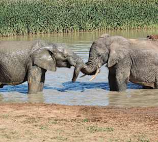 Addo Elephant Park