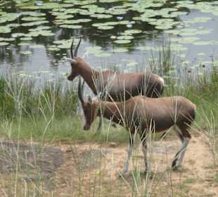 Blessböcke (Jeepsafari)