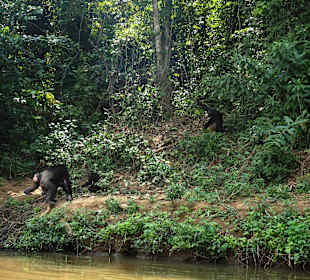 Schimpansen auf der Pongo-Insel