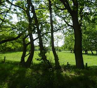 Naturschutzgebiet Boberger Niederung