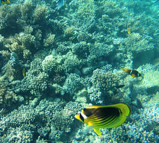 Hausriff - iPhone 5 im DiCAPac Plastik Case