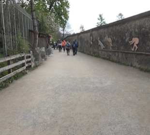 Eurasienbereich - Sprünge der Tiere