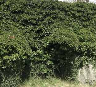 Friedhof Buttenhausen