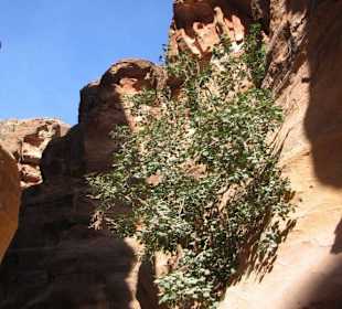 Tree on the rocky wall