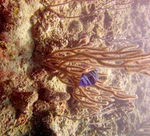 Begegnung unter Wasser Hurghada