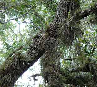 Myakka River State Park