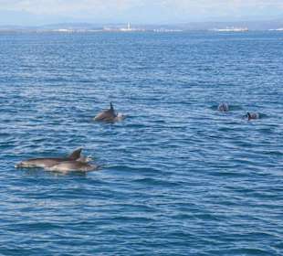 Delfini nel golfo di fronte al castello