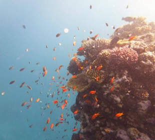 Delfinausflug mit Mo