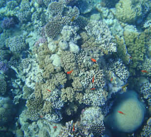 Rafa Hotel Al Malikia