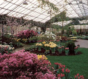 Blumenpracht im Keukenhof / Holland
