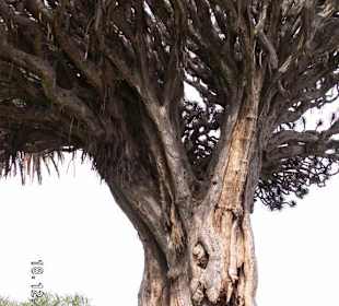 Der Drachenbaum