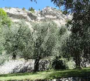 Impressionen aus dem Parco degli Olivi