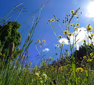 Wandern Mittelberg (Vorarlberg)