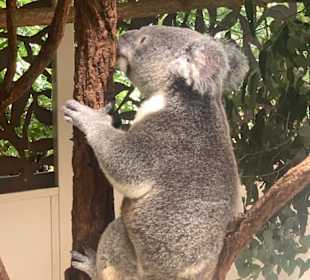Koala Lone Pine Brisbane